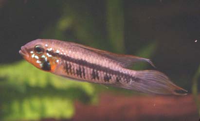 Apistogramma gibbiceps